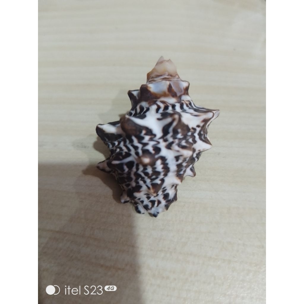 KERANG TIREX bersih lubang 1,5cm