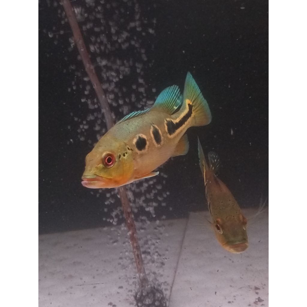 pbass orinoco super 13 15cm