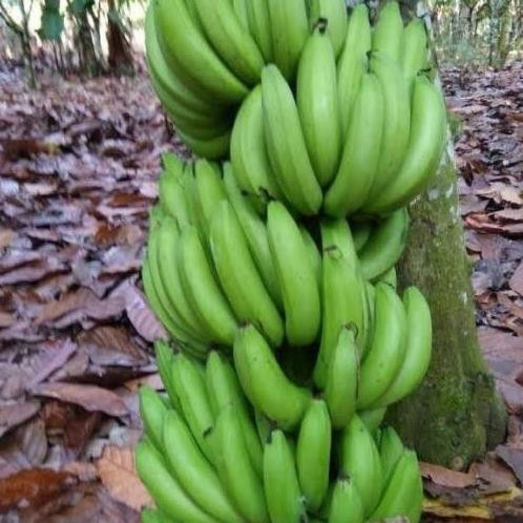 STOK TERBATAS  Bibit Pisang Cavendish Cj40 Bibit Pisang Cavendish Foto