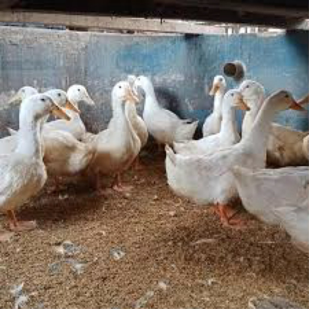 TELUR FERTIL BEBEK PEKING UNTUK DI TETASKAN