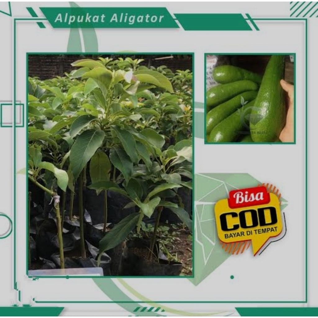 bibit alpukat aligator hasil okulasi cepat berbuah.bibit alpukat aligator