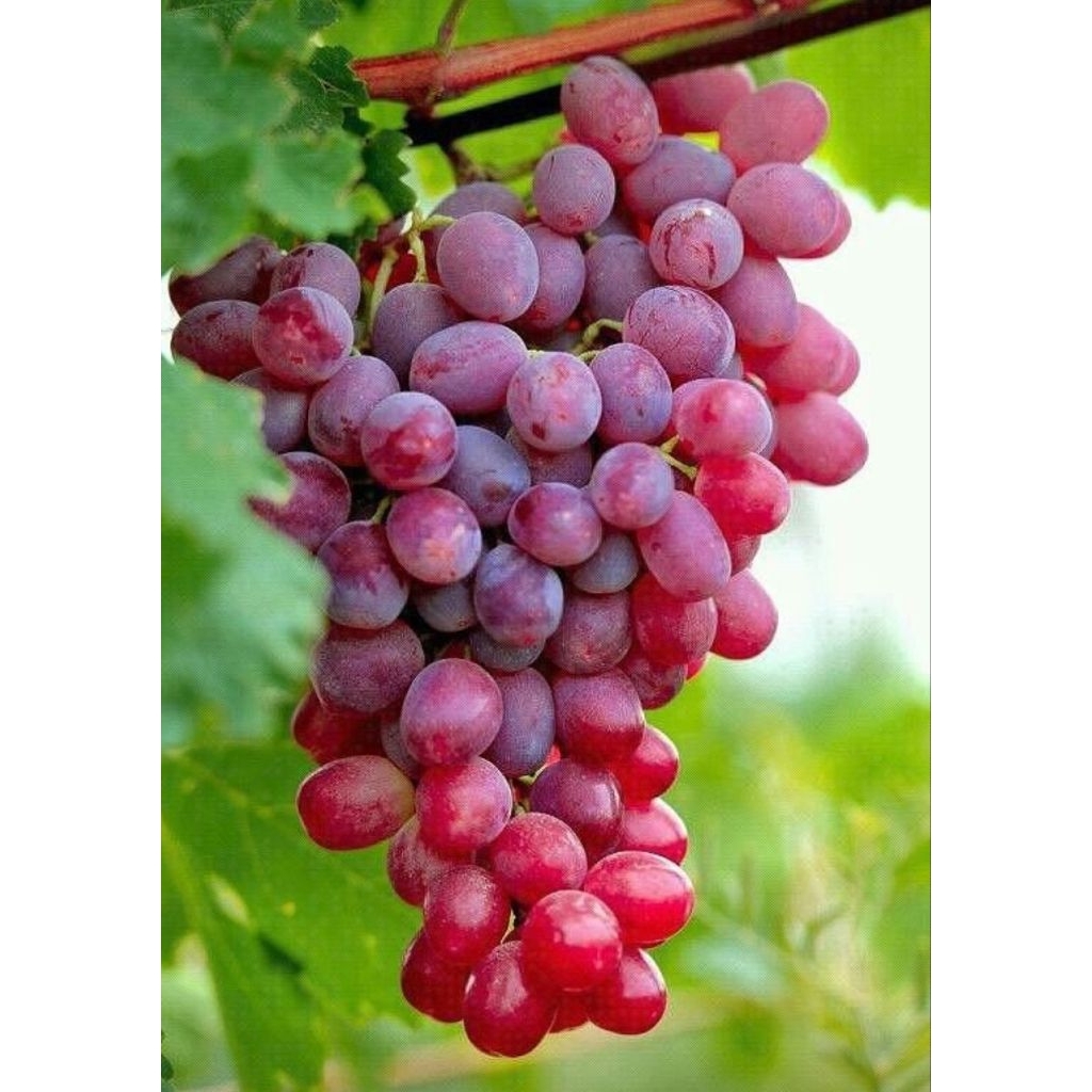 3 Benih/Bibit/ Biji Buah Anggur Merah Red Grape