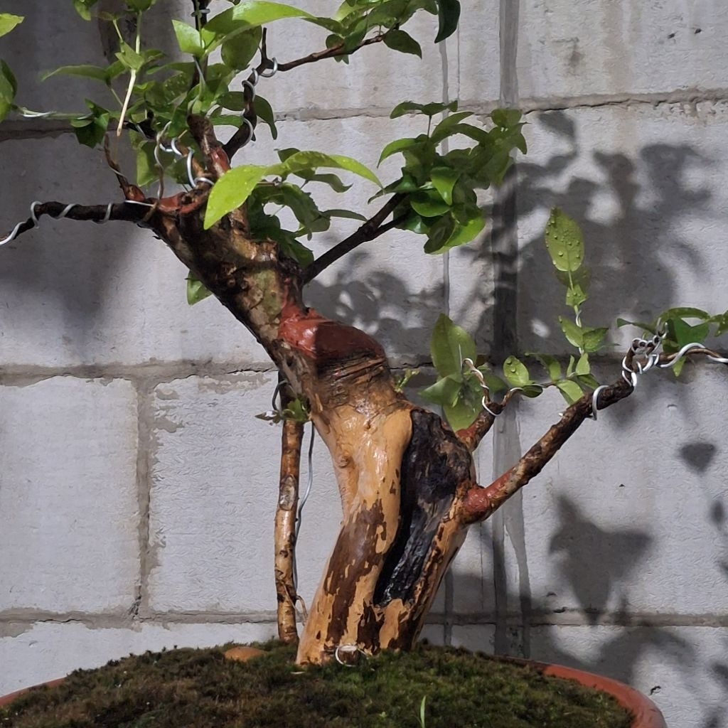 bahan bonsai dewandaru mantap