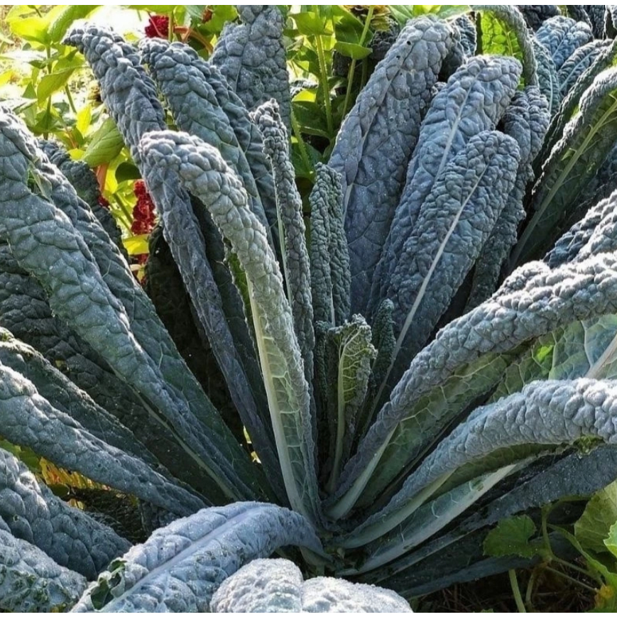 MKS Premium Benih Sayuran - Kale NERO Kale Lacinato