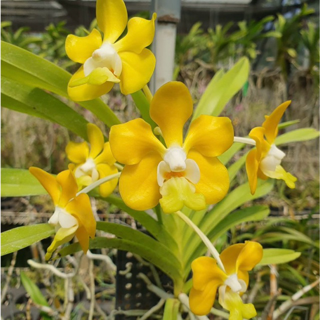 Anggrek Vanda Denisoniana - Seedling