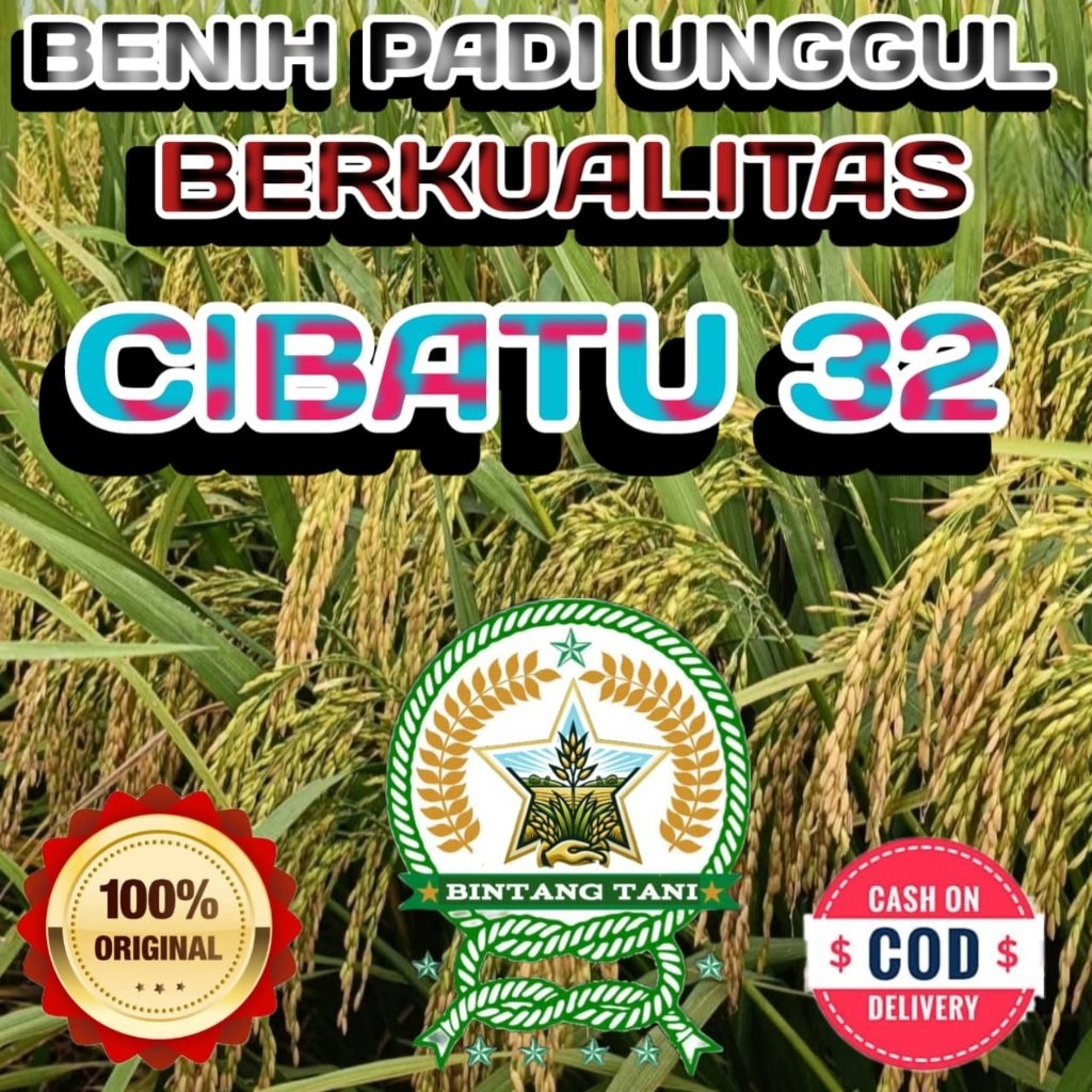 BENIH PADI CIBATU 32 BERKUALITAS ORIGINAL KEMASAN 5KG
