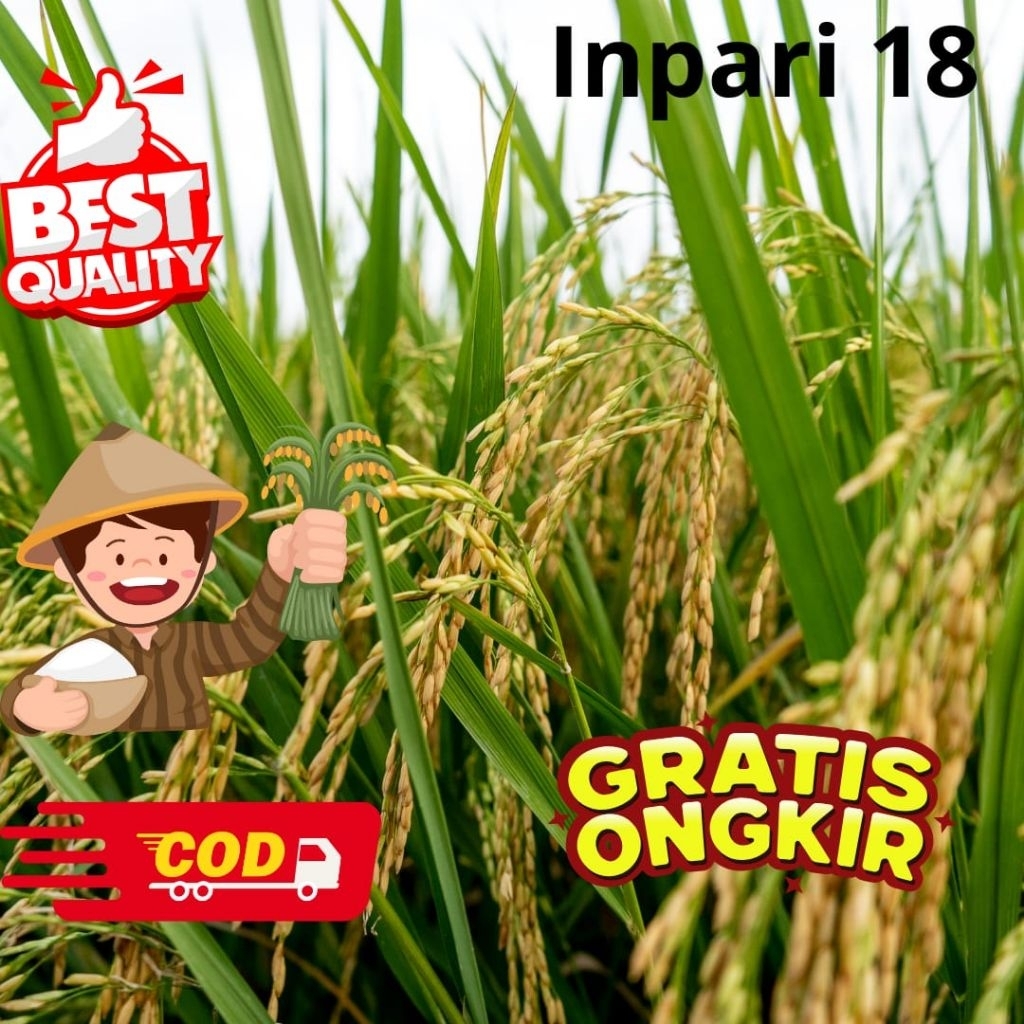 BIBIT PADI INPARI 18 Kualitas Terbaik Para Petani 1KG