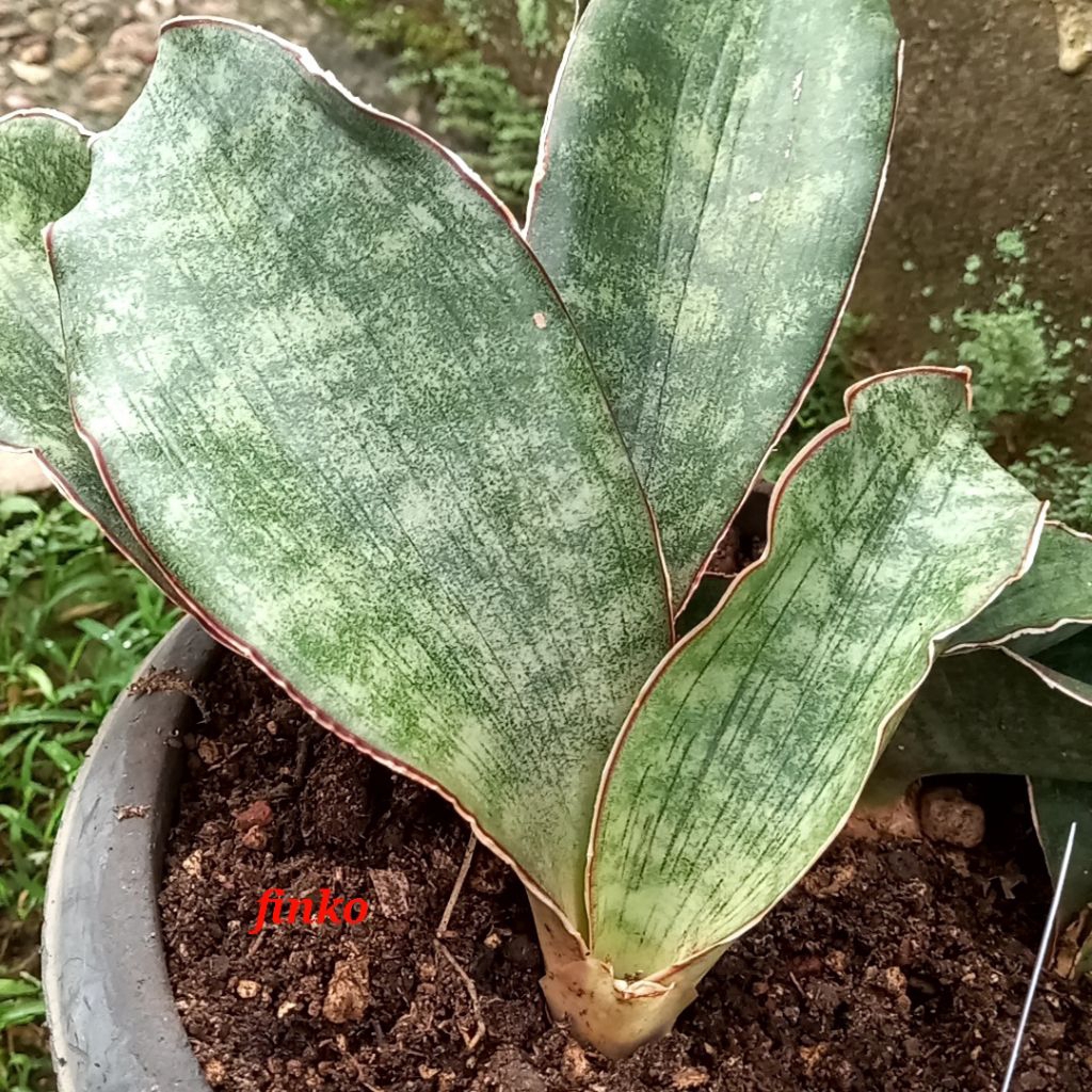 R.944. sansevieria sp. shamva to inyagui river. ex. induk variegata