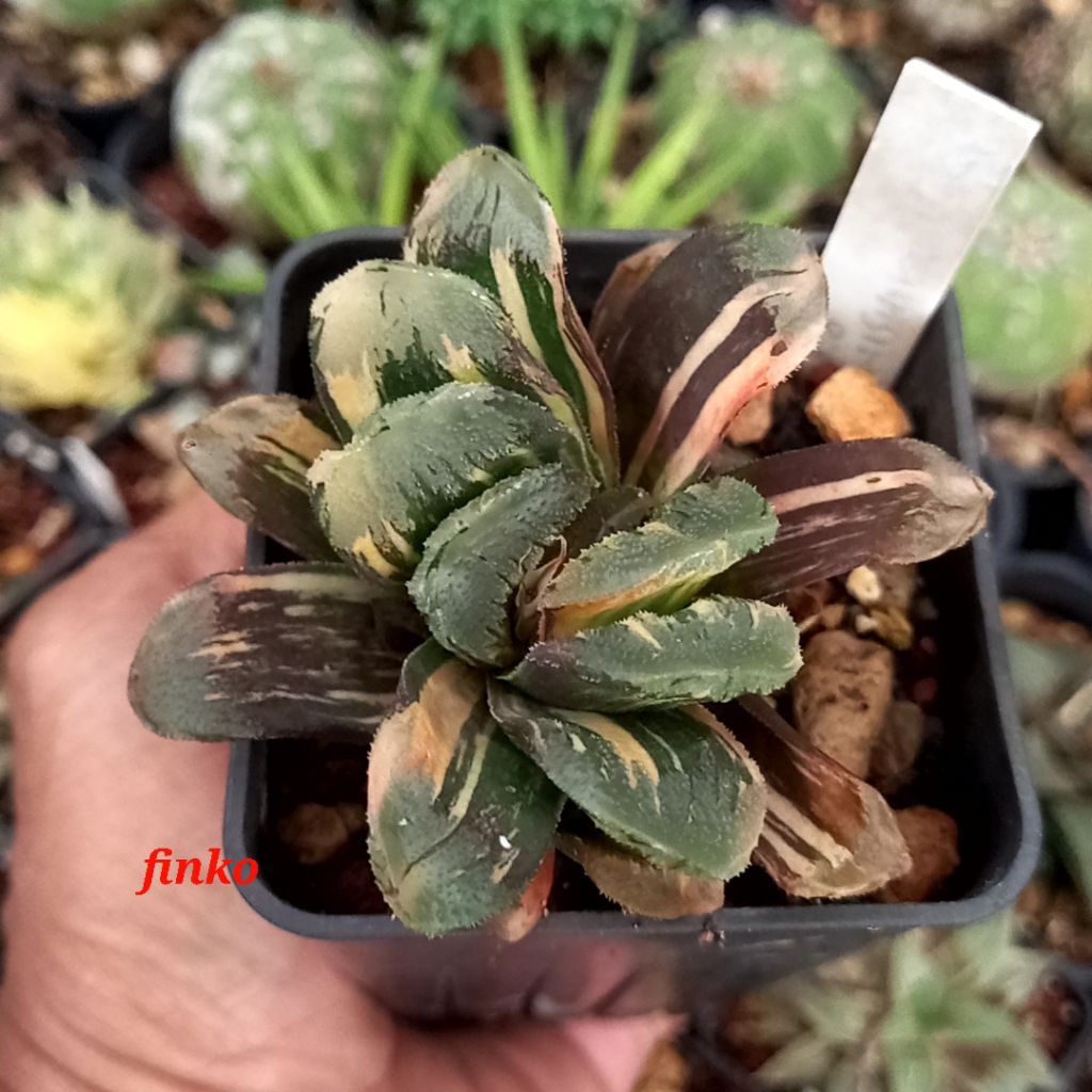 haworthia truncata seiko nishiki variegata