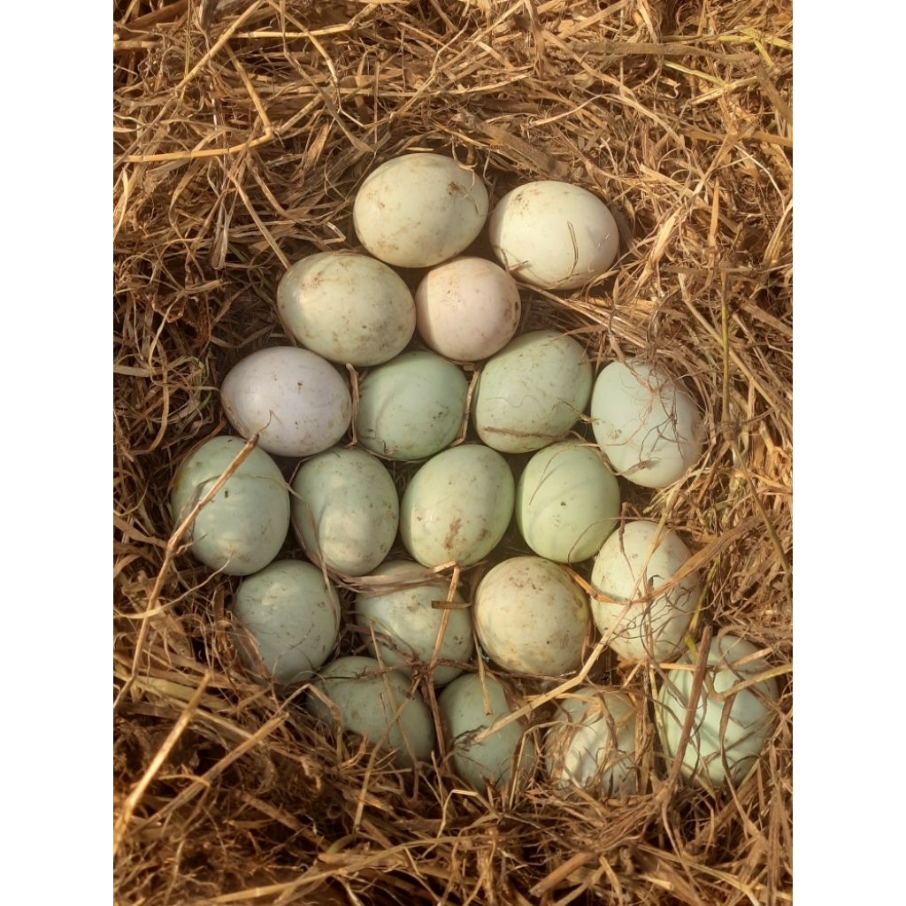 Telur Bebek fertil tetas