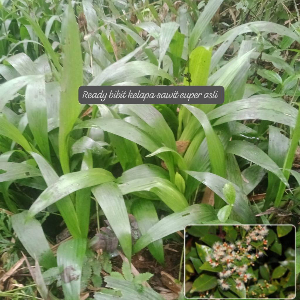 bonus 5  pcs bibit tenera kelapa sawit super asli tanaman/beli 250 pcs