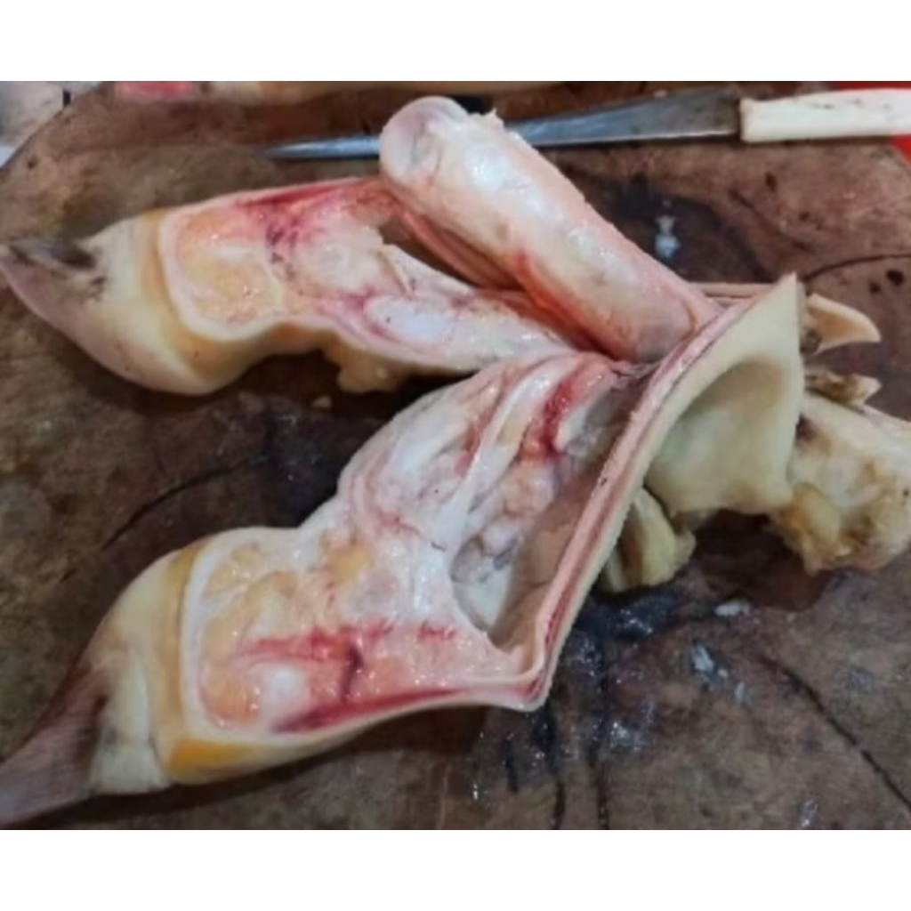 kaki sapi belah utuh Australia