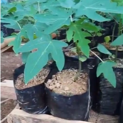 Pepaya madu                                                                      i pembibitan sendir