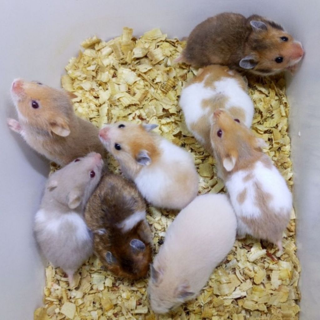 Hamster Syrian Lucu Jinak Cantik Sehat Gembul Termurah / Hewan Peliharaan BestSeller