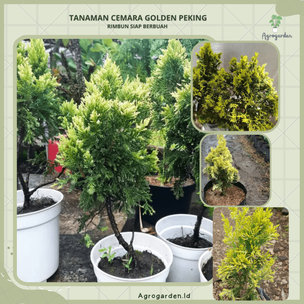 Tanaman Hias Cemara Golden Peking-Bunga CEMARA GOLDEN PEKING - Tanaman Hias Hidup Daun Cemara Golden