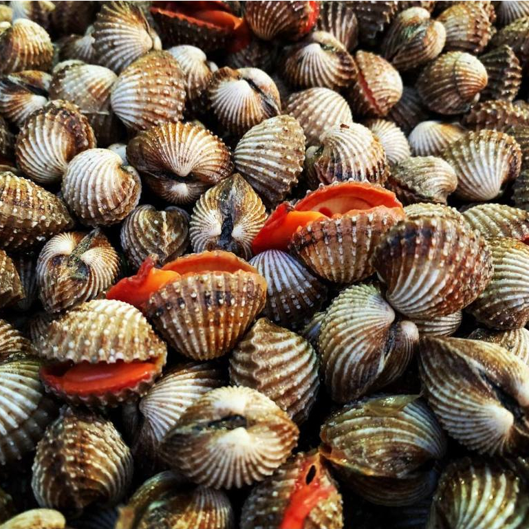Kerang Dara 1Kg Kerang Dara Segar Kerang Darah Seafood Kerang Laut Kerang Segar
