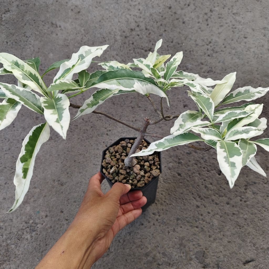 Tanaman Baobab Adansonia digitata variegata