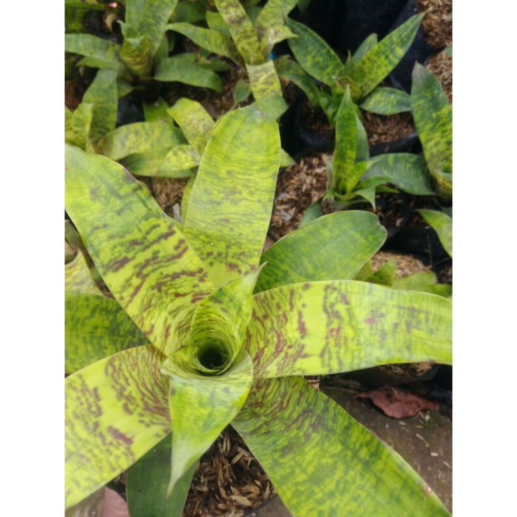 tanaman bromelia vriesea batik hijau - bromelia hijau