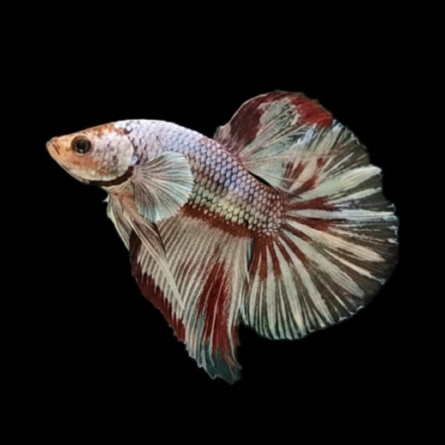 Ikan Cupang > HMPK Cooper (ikan hias)