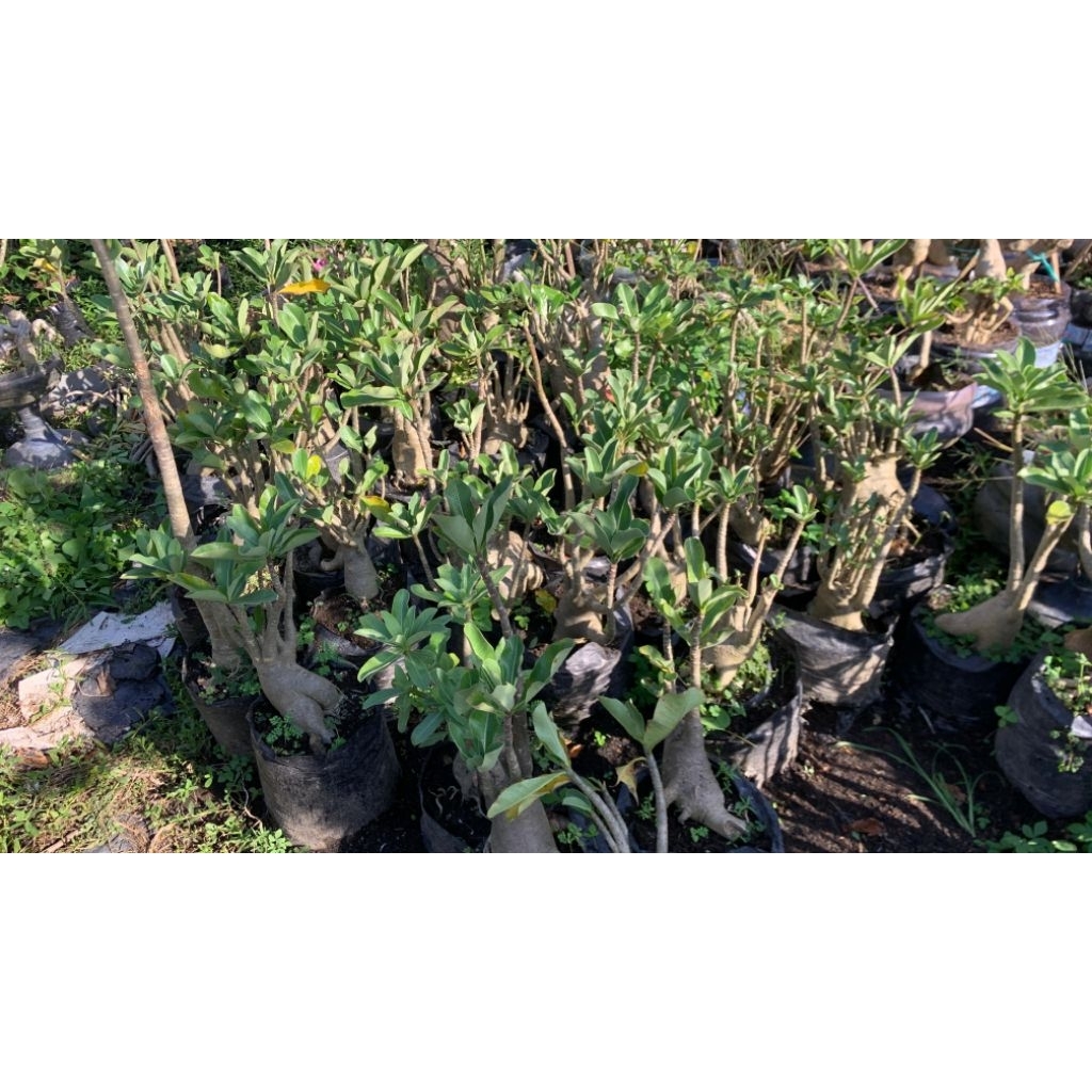 Tanaman Adenium Kamboja Jepang Bonggol Jumbo – Koleksi Hias Unik dan Kokoh
