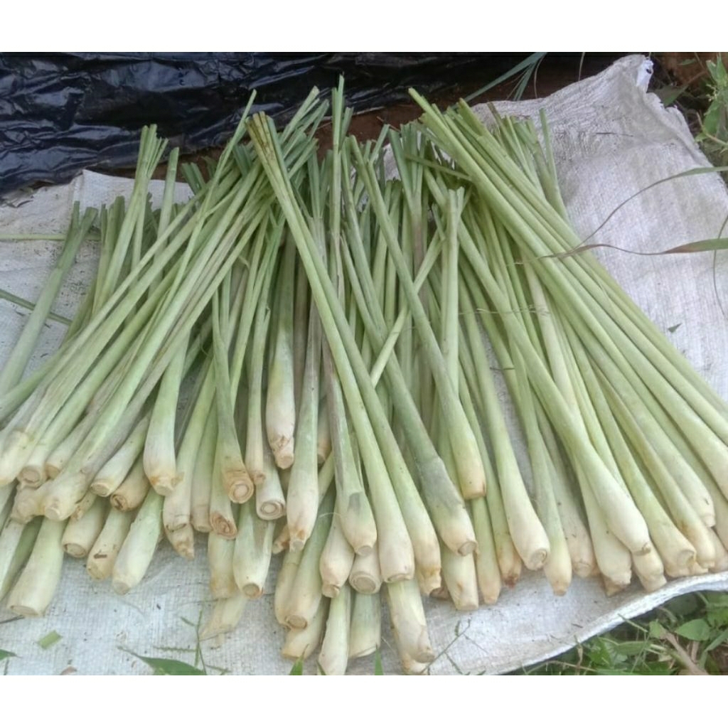 500gr sereh / lemongrass segar, sereh gajah, sereh bumbu, sereh herbal