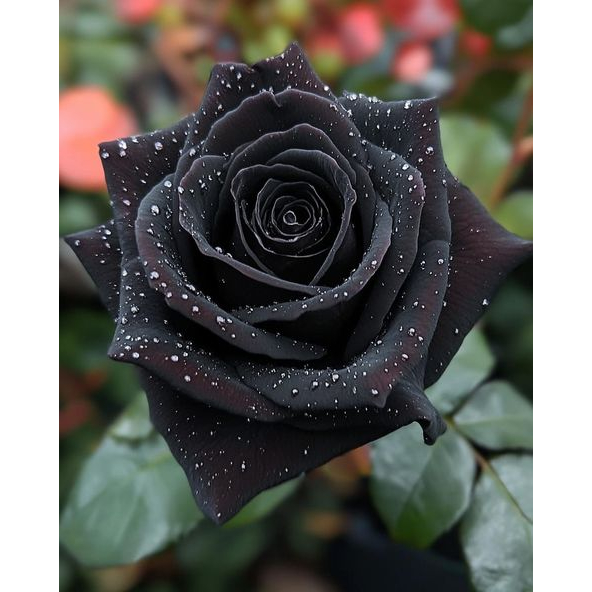 PlantSeed -2 Benih Bunga Mawar Hitam (Black Rose)