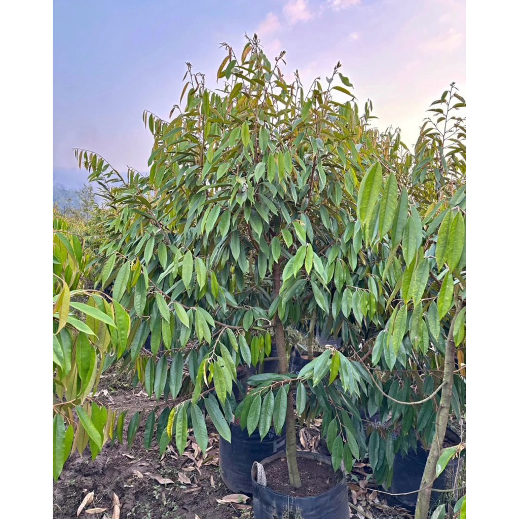 POHON DURIAN DONGKELAN 2Meter Up Batang Besar, Sudah Di Planterbag 75 liter Cepat berbuah 