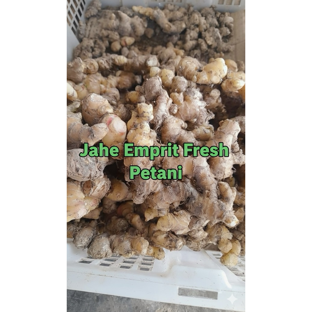Jahe Emprit Fresh,Jahe Emprit Segar