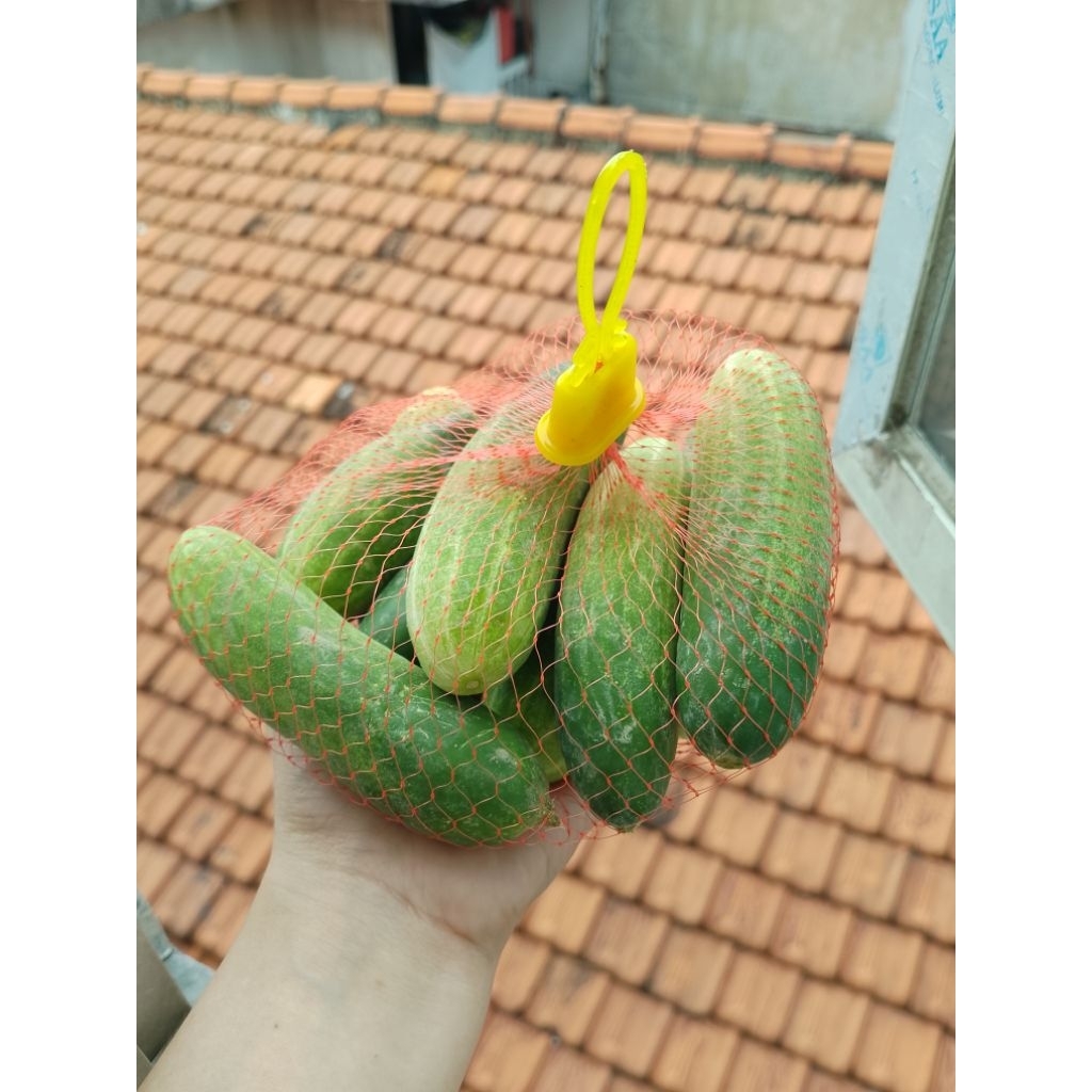 Baby Cucumber Fresh Mentimun Kecil 500 gr Timun Segar