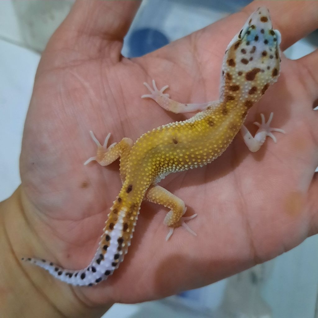 Hiasan Rumah sesuai Foto Gecko Leopard Macksnow A