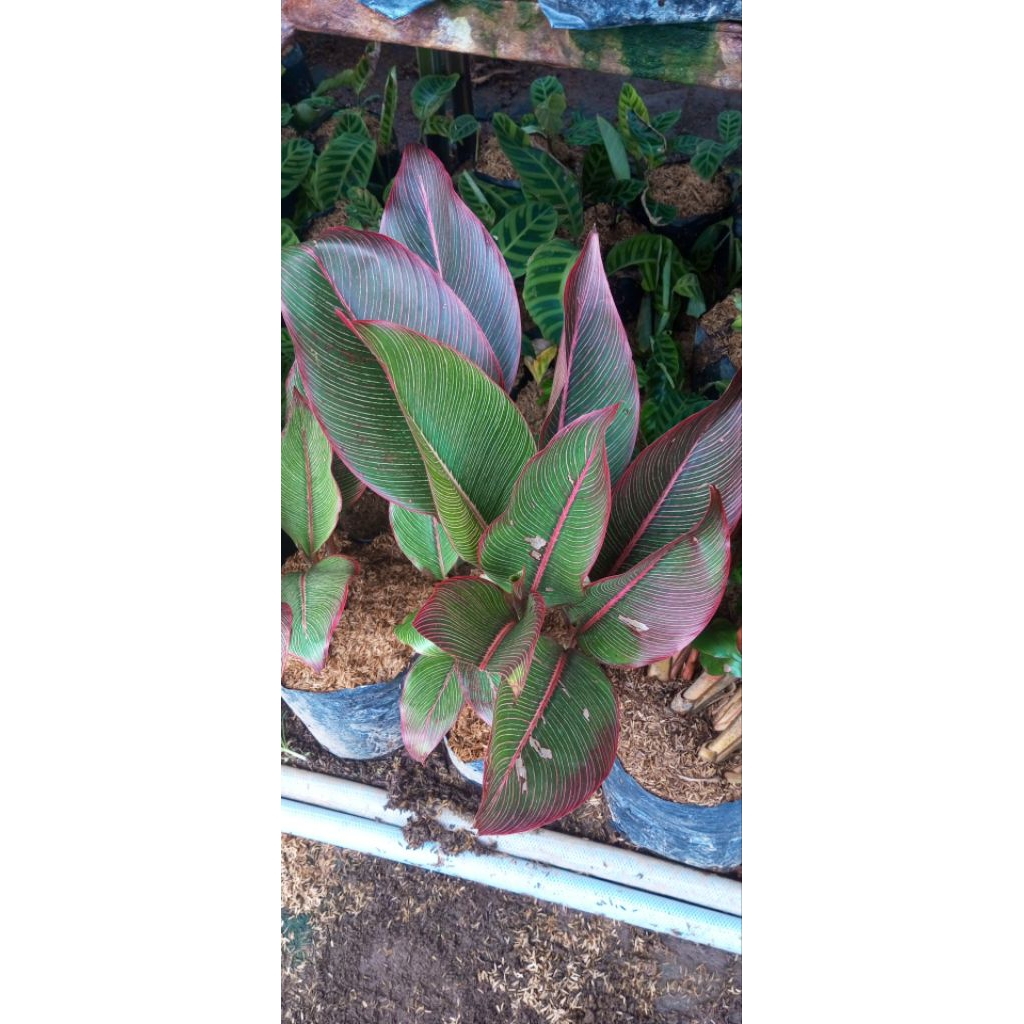 Tanaman "pisang bugis merah"