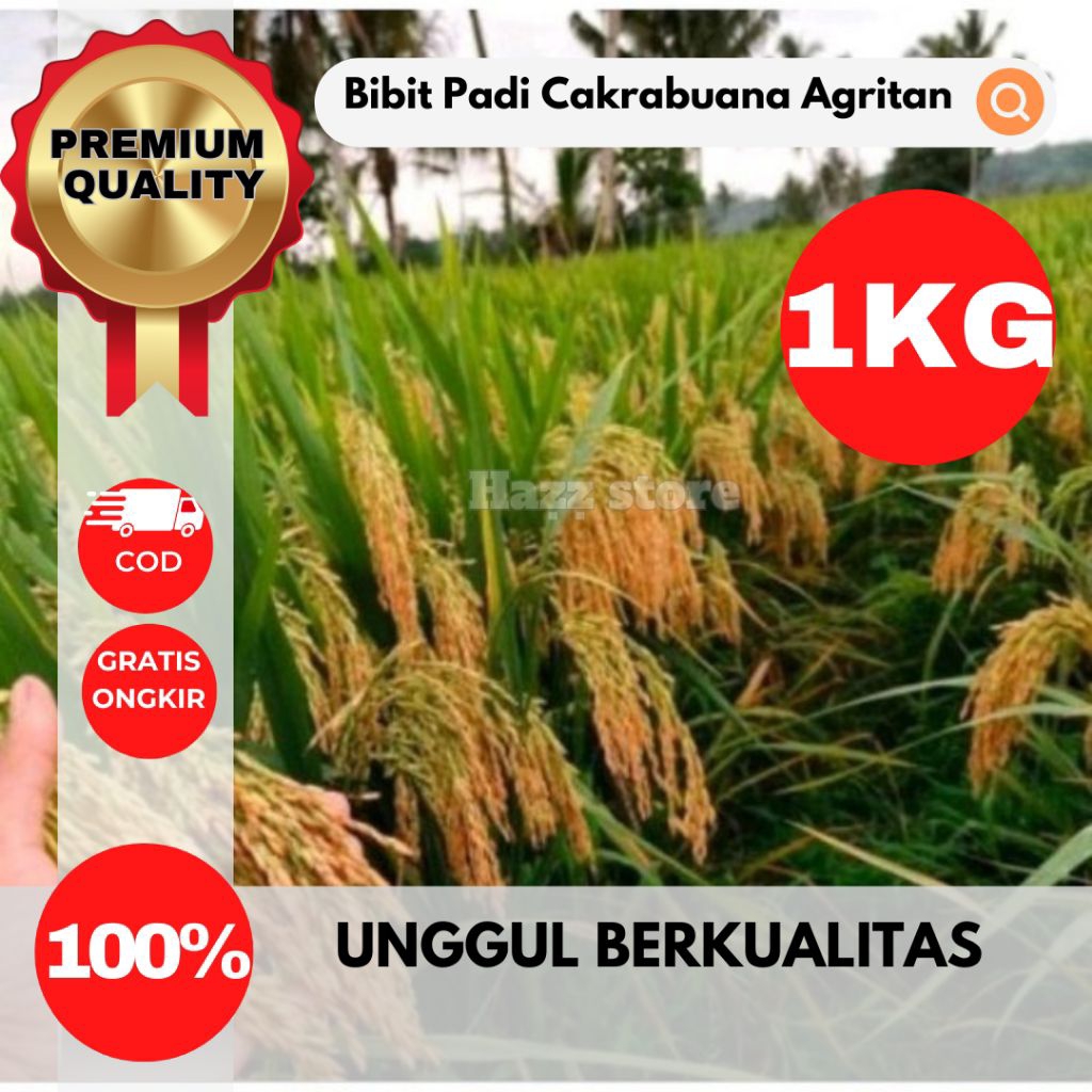 BENIH PADI CAKRABUANA AGRITAN – UKURAN 1KG VARIETAS UNGGUL HASIL BERKUALITAS TINGGI, TAHAN HAMA & CE