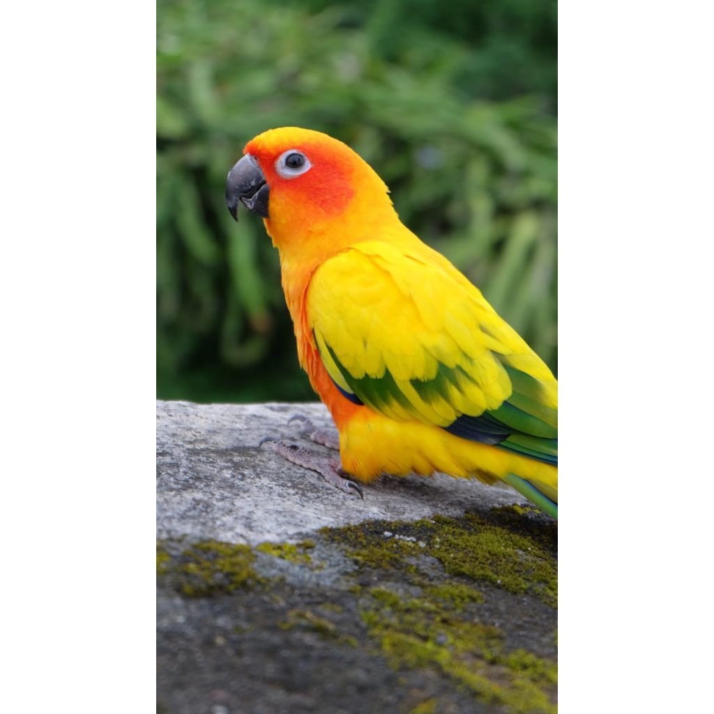 sunconure