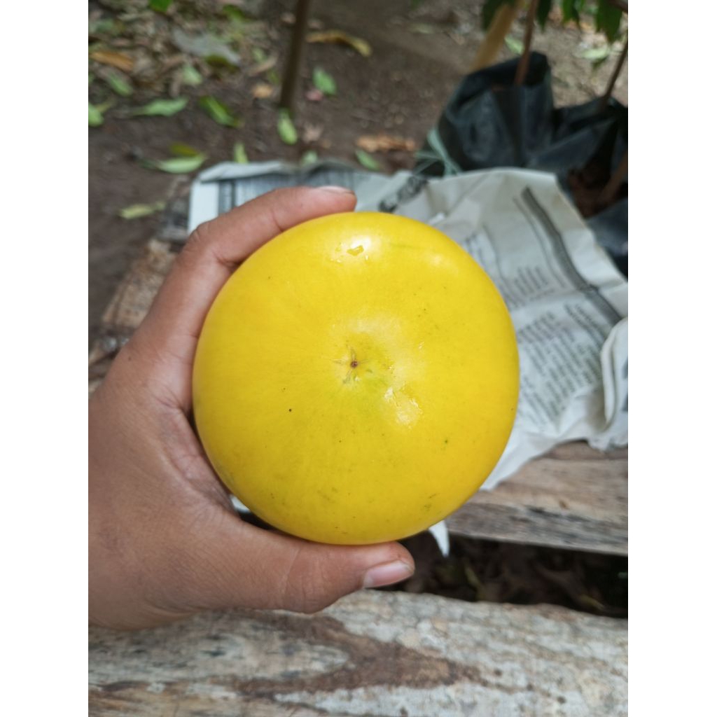 bibit abiu jumbo kebun sendiri