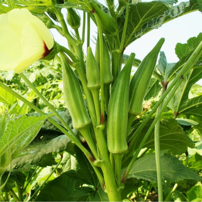 TERMURAH - Bibit Okra Hijau