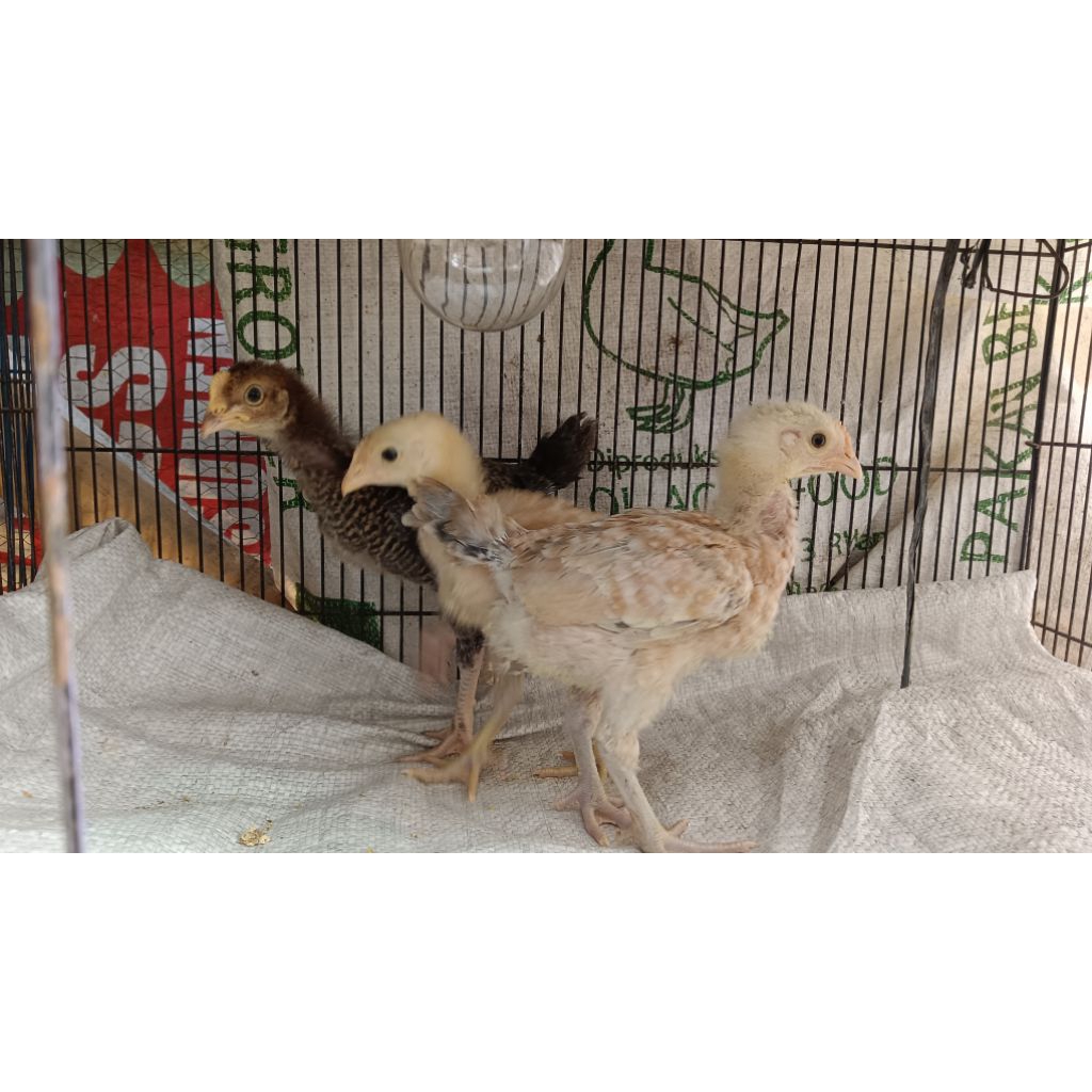 Anakan Ayam Kampung Yudistira AKY umir 3 minggu