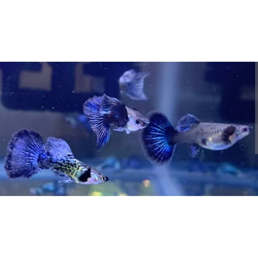 Blue Dragon Satu Pasang Size Indukan Hiasan Aquarium |Ikan Hias Bozz Louhan|