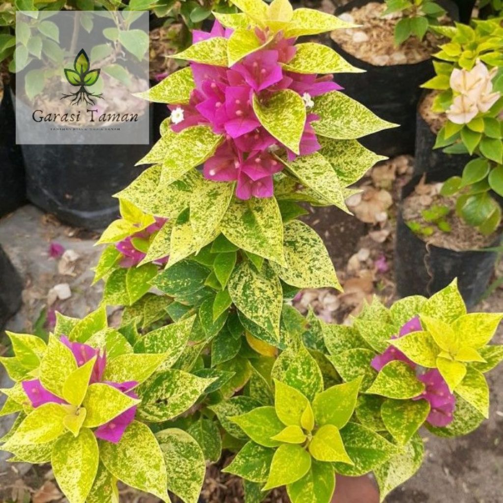 Bougenville Singapure varigata bunga merah vanta _bougenville singapore