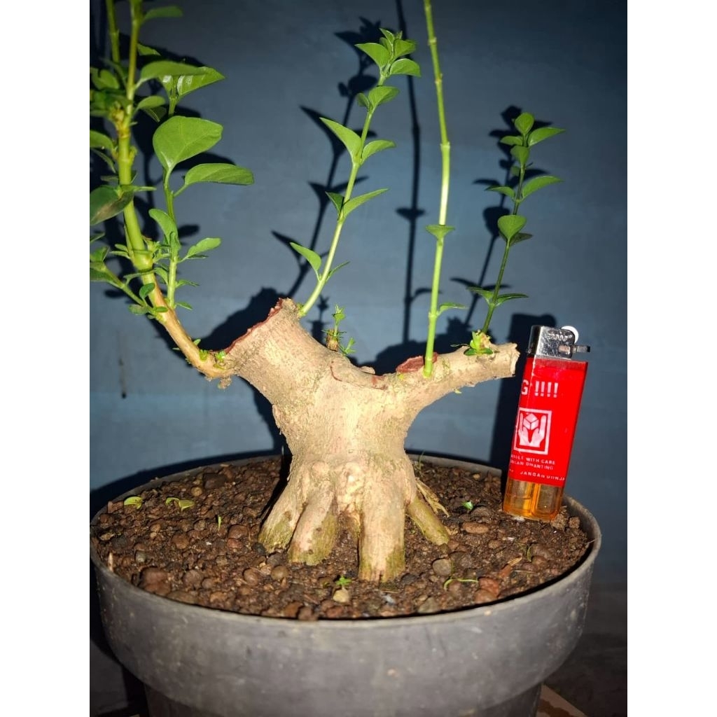 Bahan Bonsai Sancang Mame The Max Prokar Program Akar Realpict Sesuai Foto