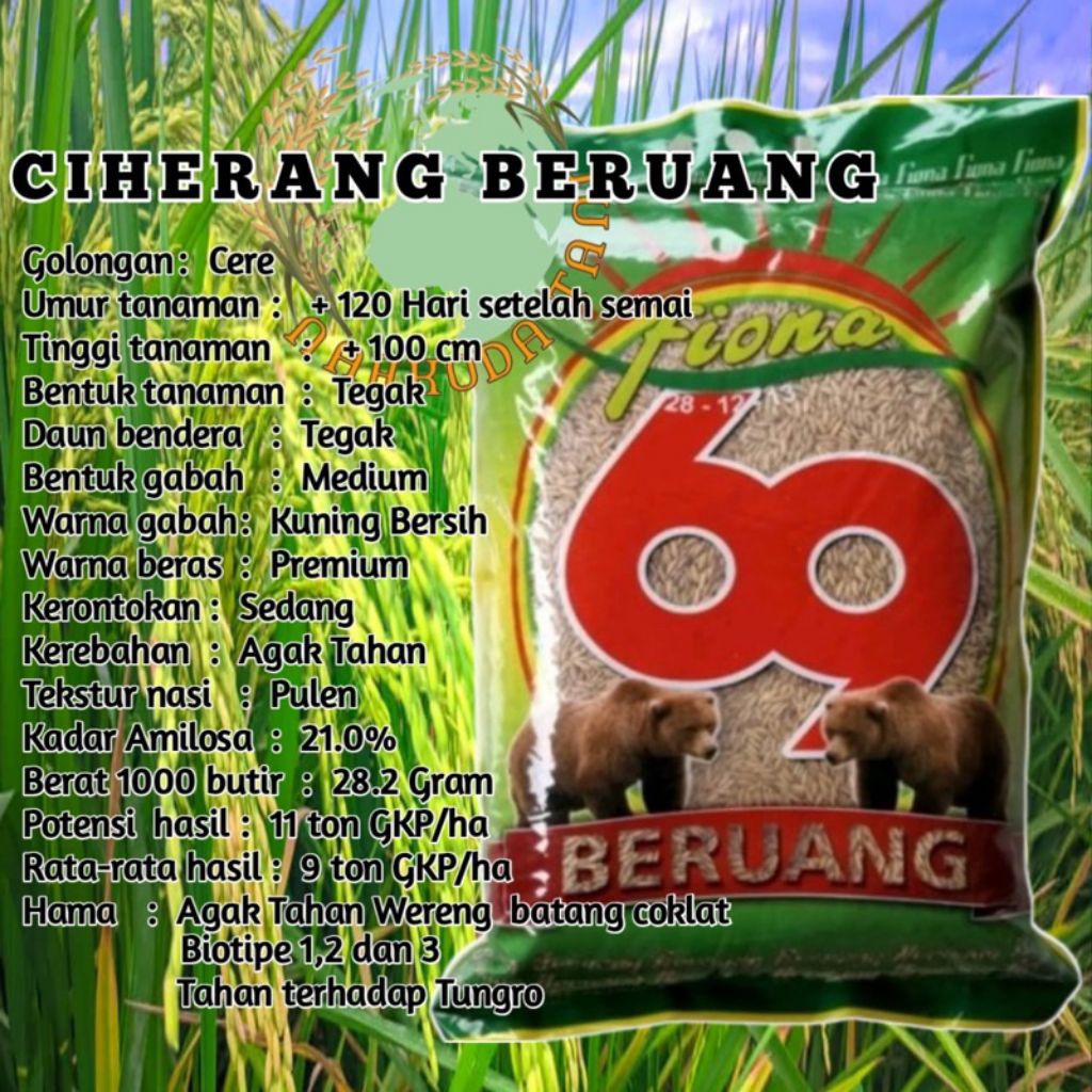 BENIH PADI CIHERANG BERUANG 5 KG