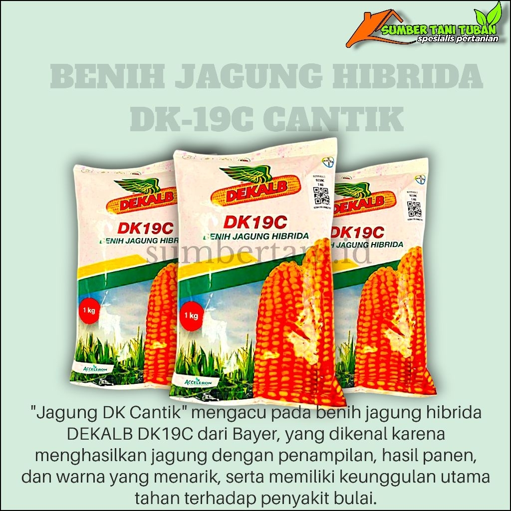 Benih jagung hibrida DK-19C CANTIK kemasan 1.kg