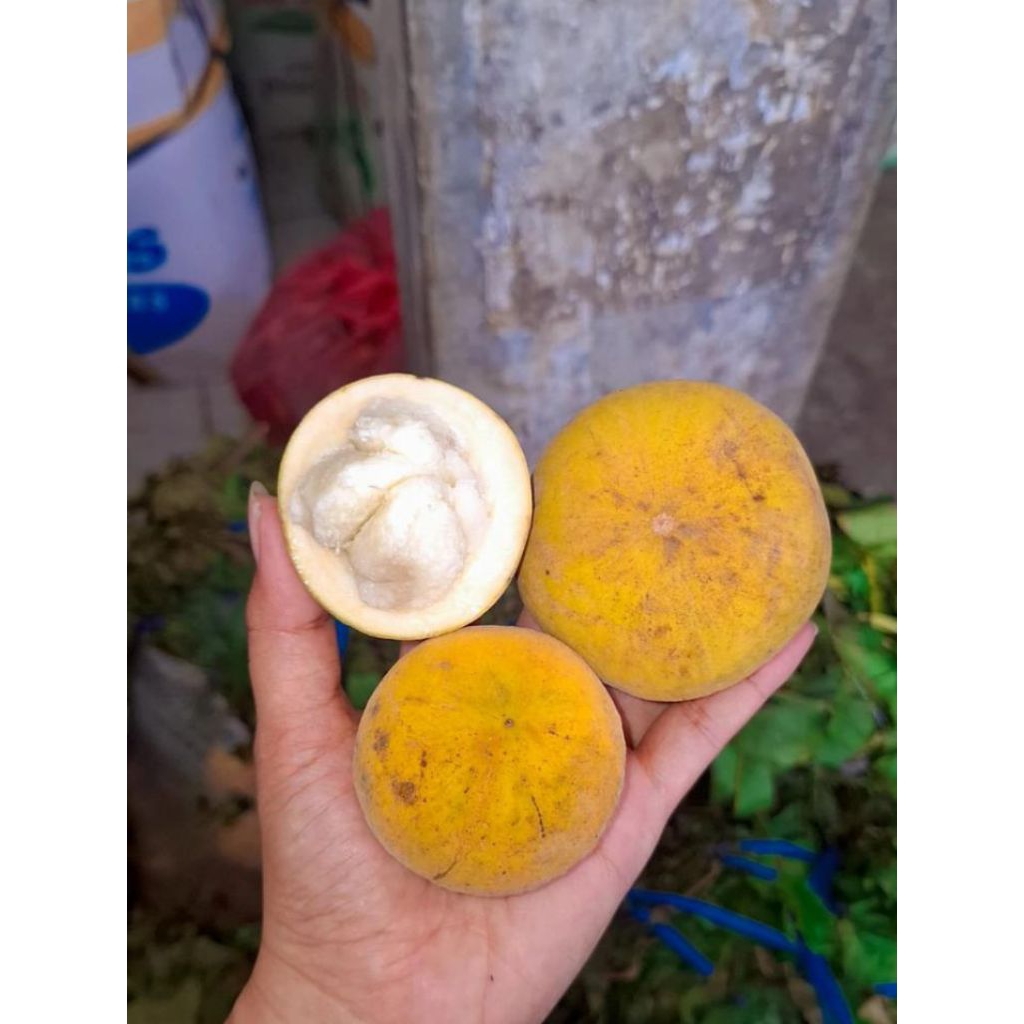 Buah kecapi segar 1 kg