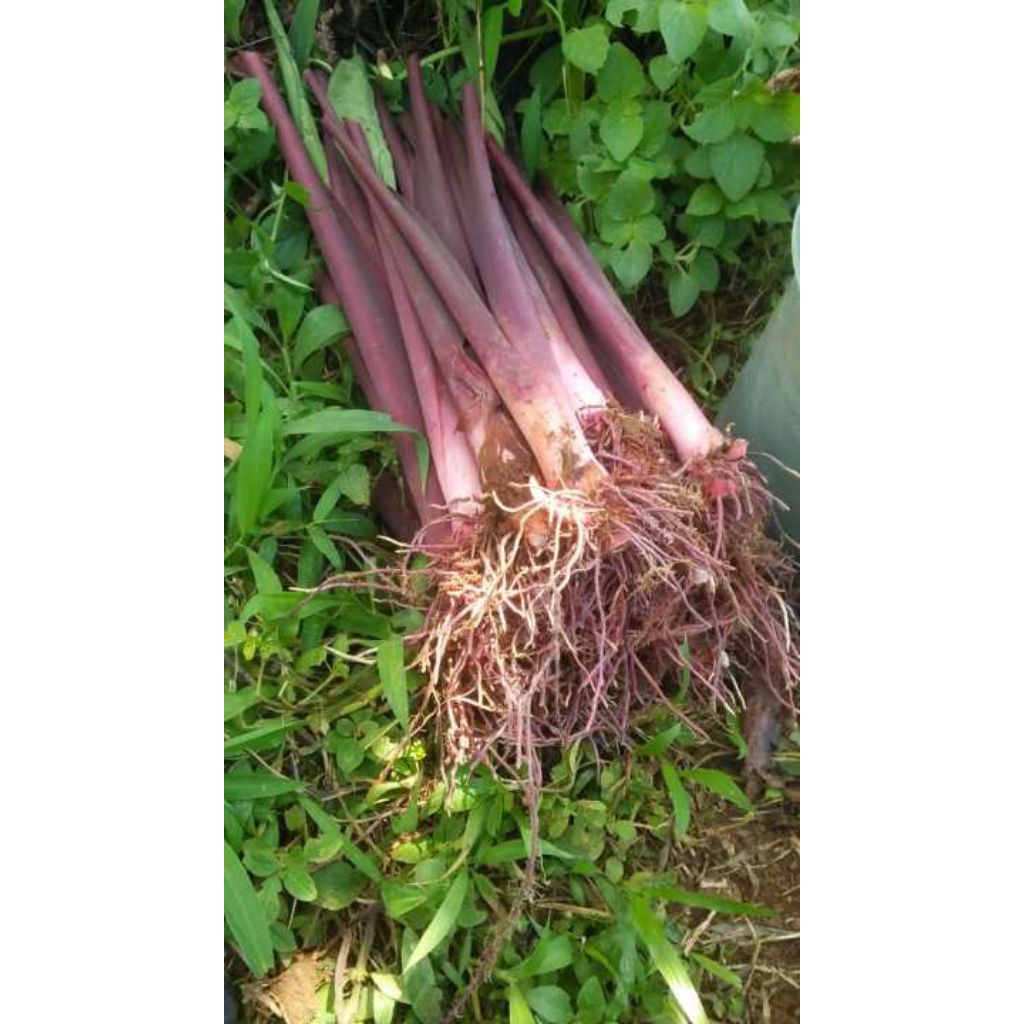 BibitanTalasHitam/4BibitanSiaptanam