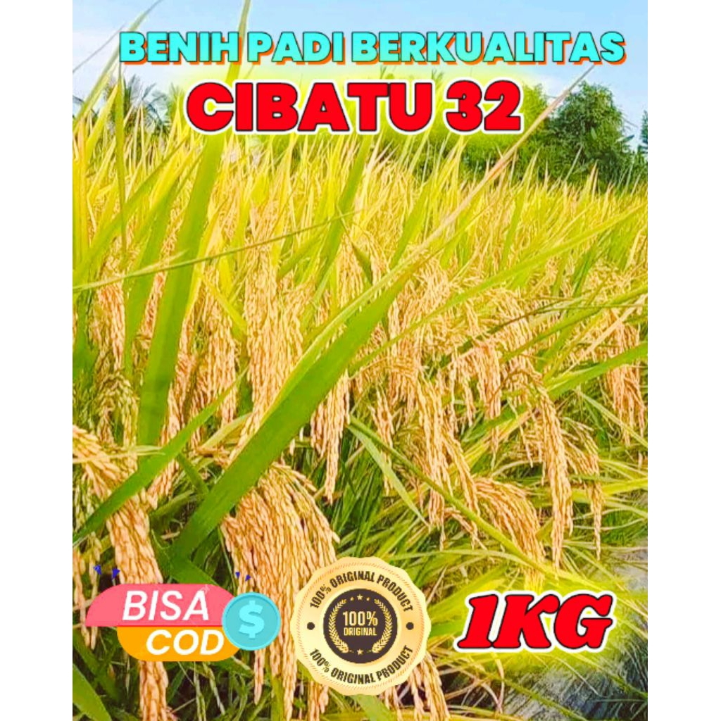 BENIH PADI UNGGUL BERKUALITAS CIBATU 32 KEMASAN 1KG