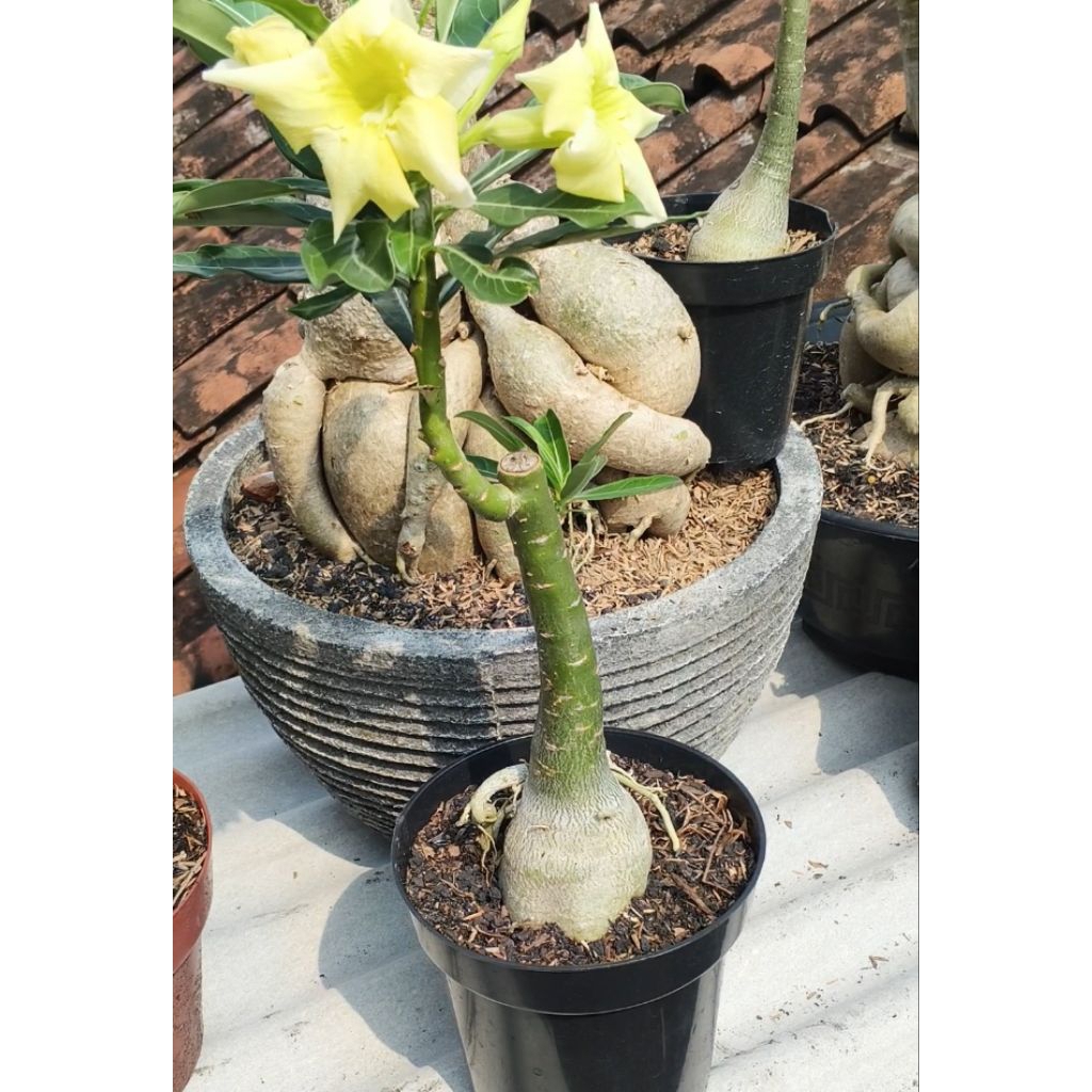 Adenium Single Kuning Original dari Biji Bunga Kuning Cerah, Batang Kokoh, Bonggol Indah