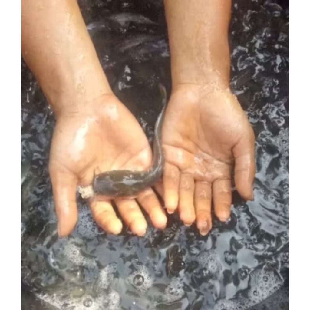 bibit ikan lele Sangkuriang ukuran 14-15 cm