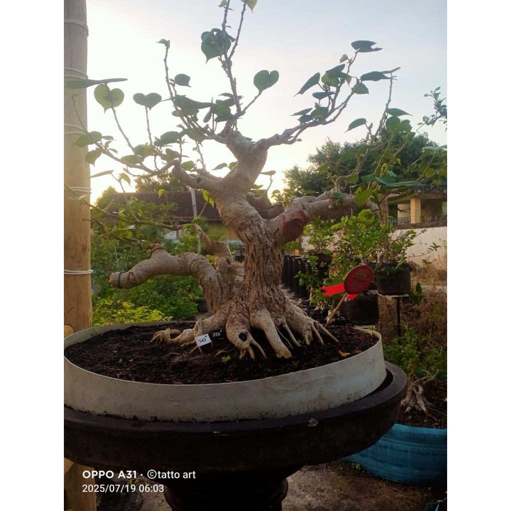 BONSAI WARU INDIA