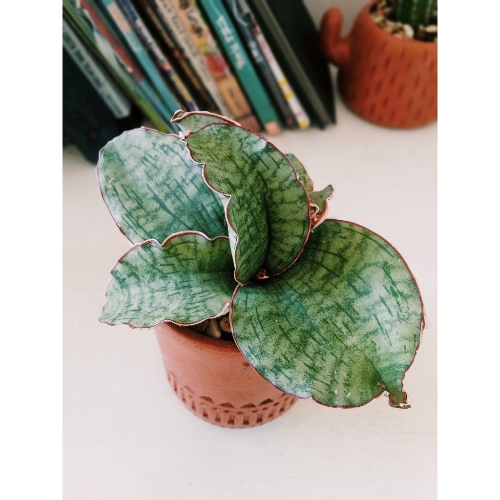 sansevieria silver blue
