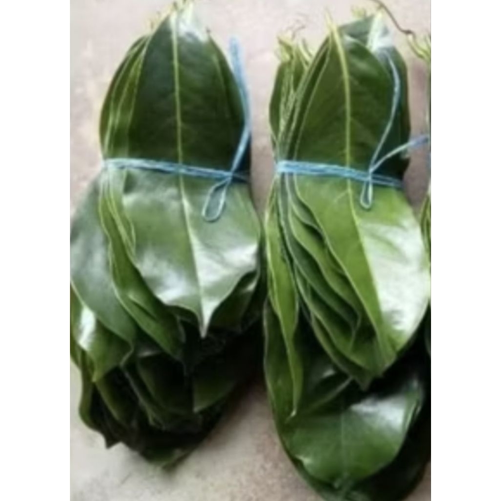 daun sirsak godong sirsak