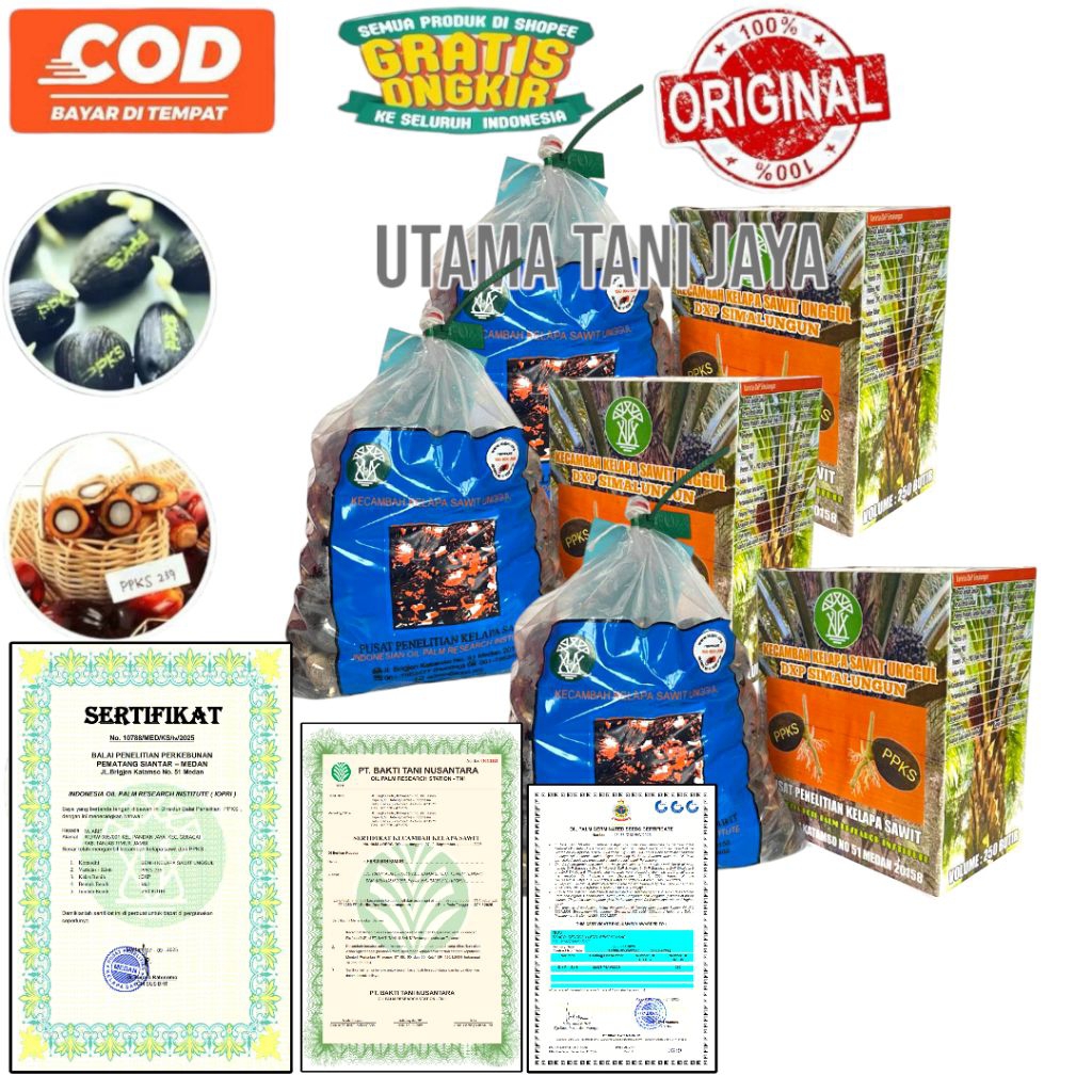 Kecambah Sawit Super unggul ORIGINAL bersertifikat 250 butir